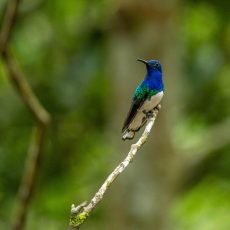 Birdwatching manu national park 6d/5n