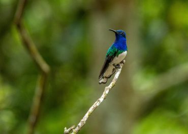 Birdwatching manu national park 6d/5n