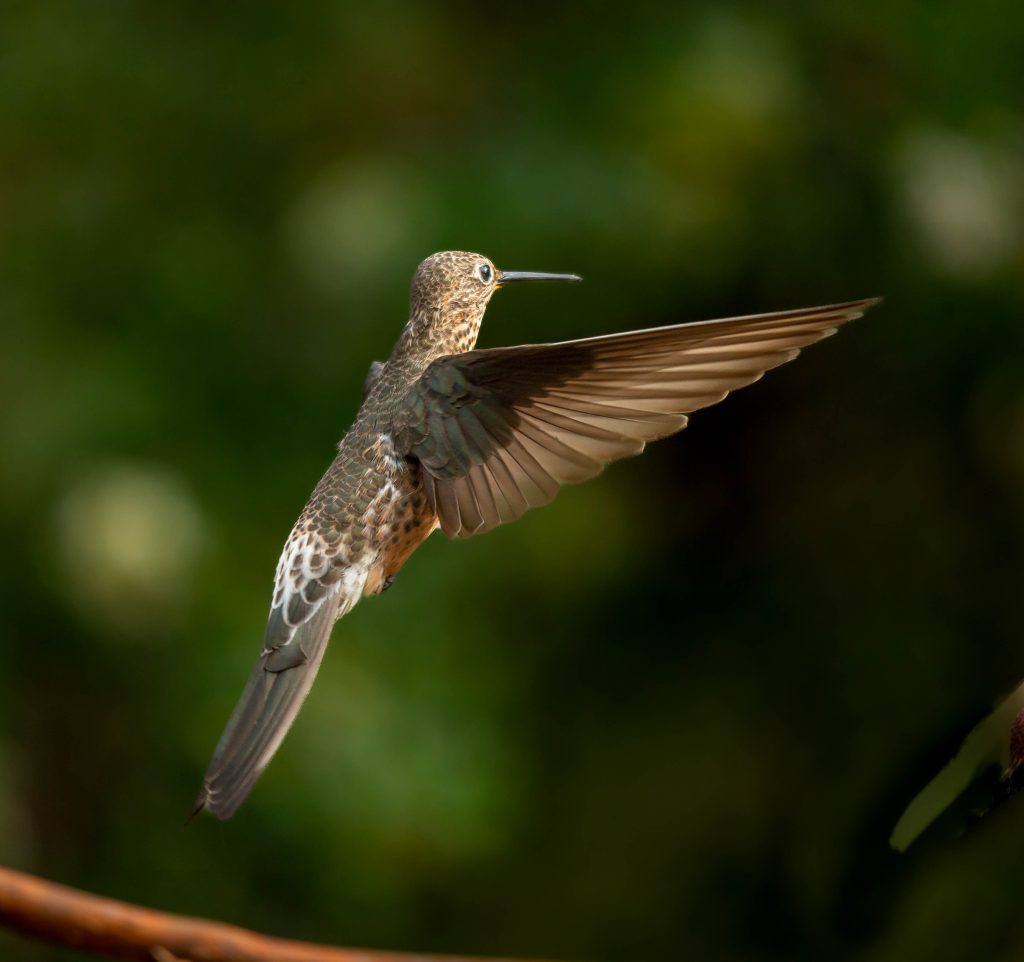 Sacred Valley Birding Machupicchu 3d/2n