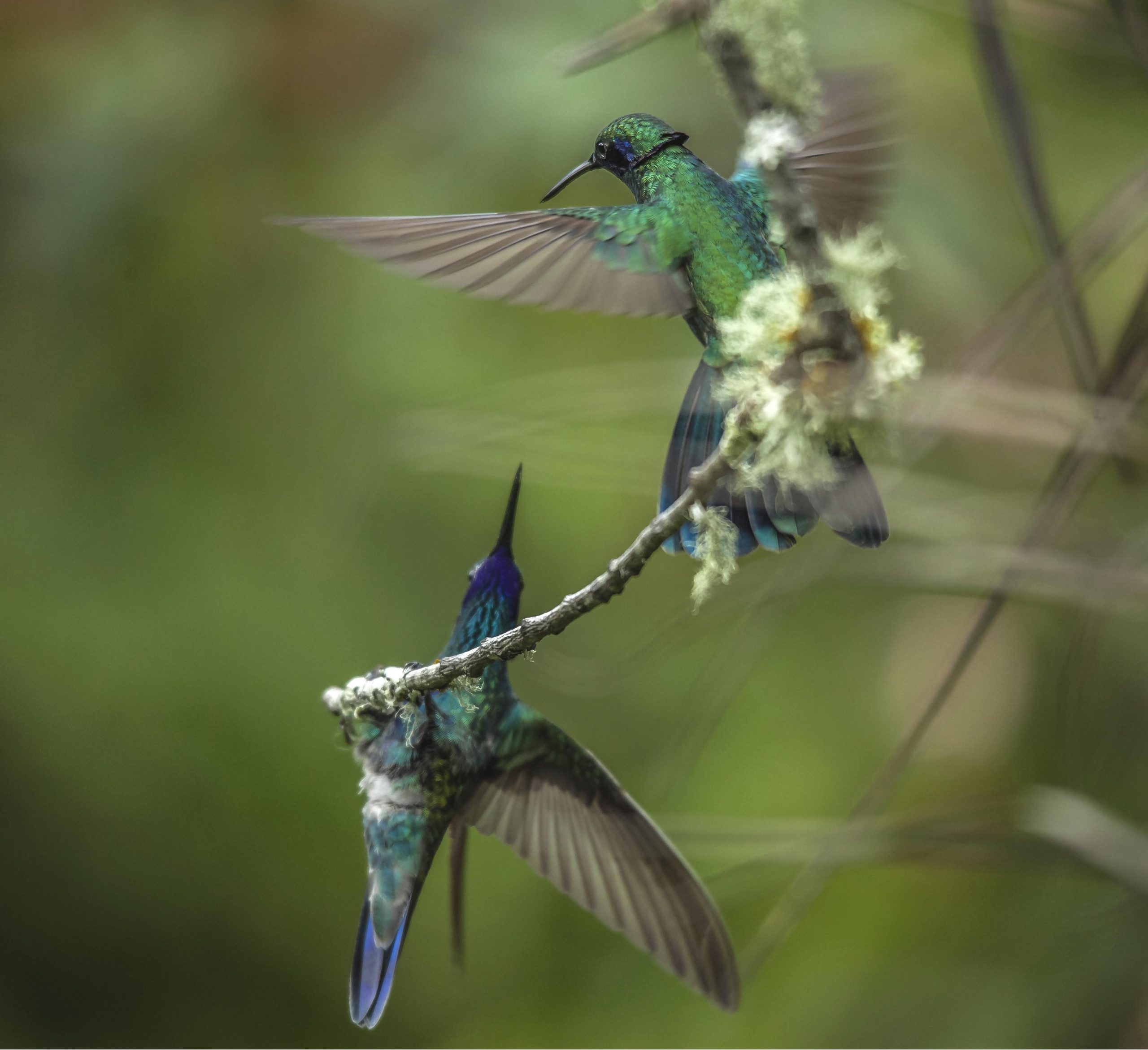 Soaring High: Birdwatching and Photography in Peru's High Altitude