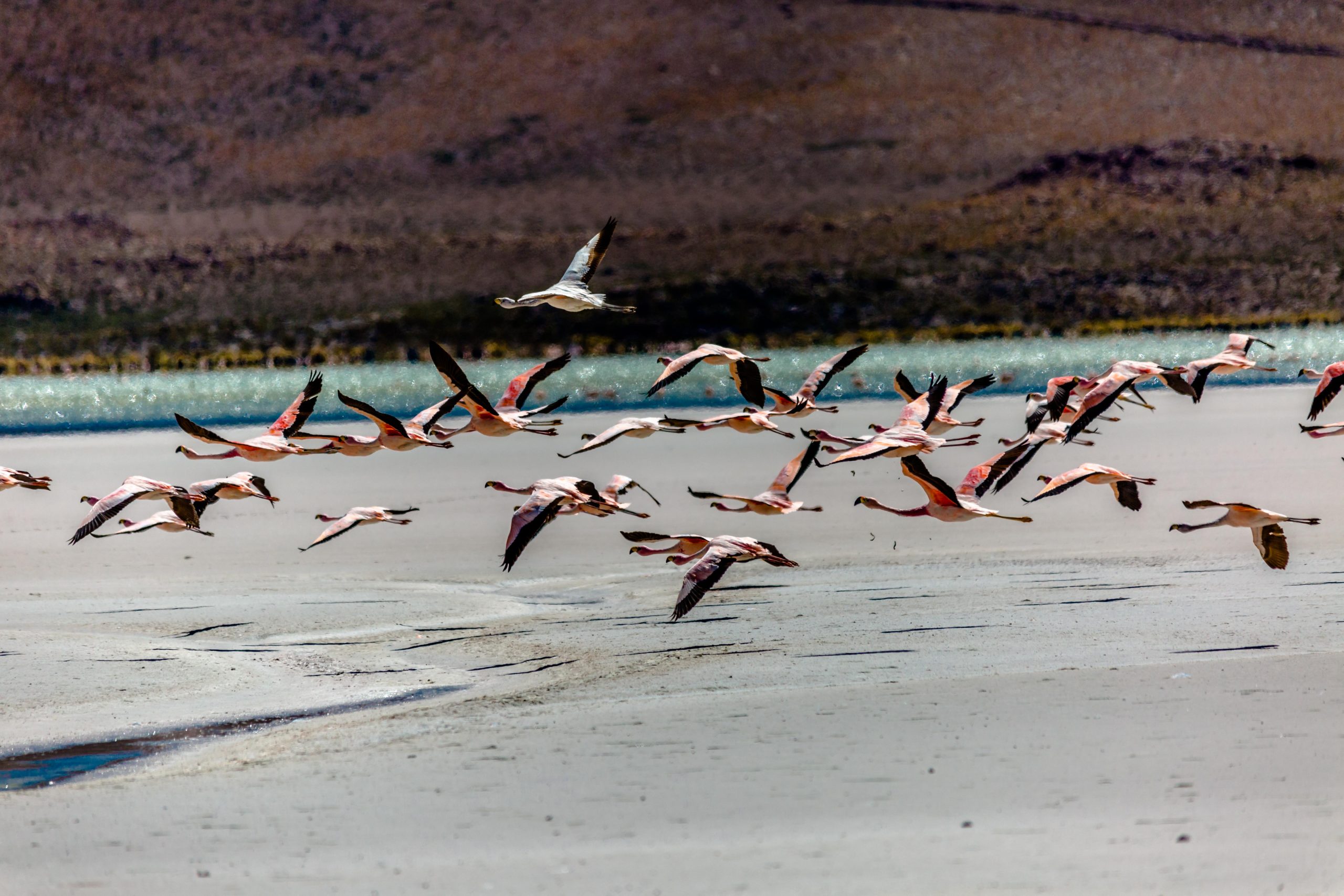 Essential Gear for Birdwatching and Bird Photography